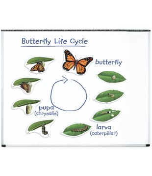 Magnetische Vlinder Levenscyclus Set (9-delig)