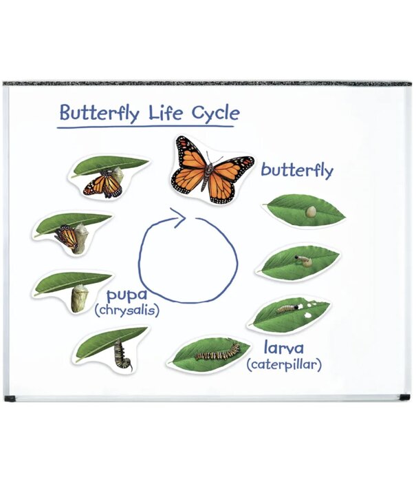 Learning Resources Learning Resources - Magnetische Vlinder Levenscyclus Set (9-delig)