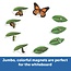 Learning Resources - Magnetische Vlinder Levenscyclus Set (9-delig)