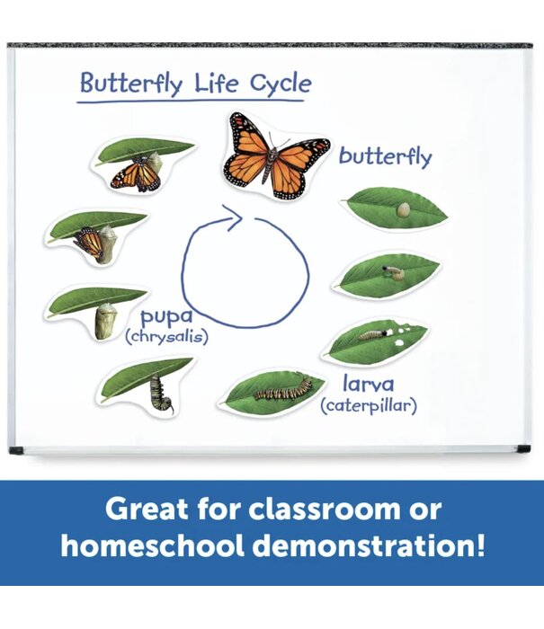 Learning Resources Learning Resources - Magnetische Vlinder Levenscyclus Set (9-delig)