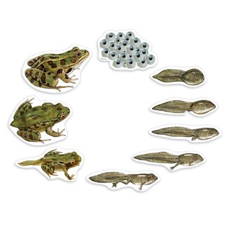 Learning Resources Magnetische Kikker Levenscyclus Set (9-delig)