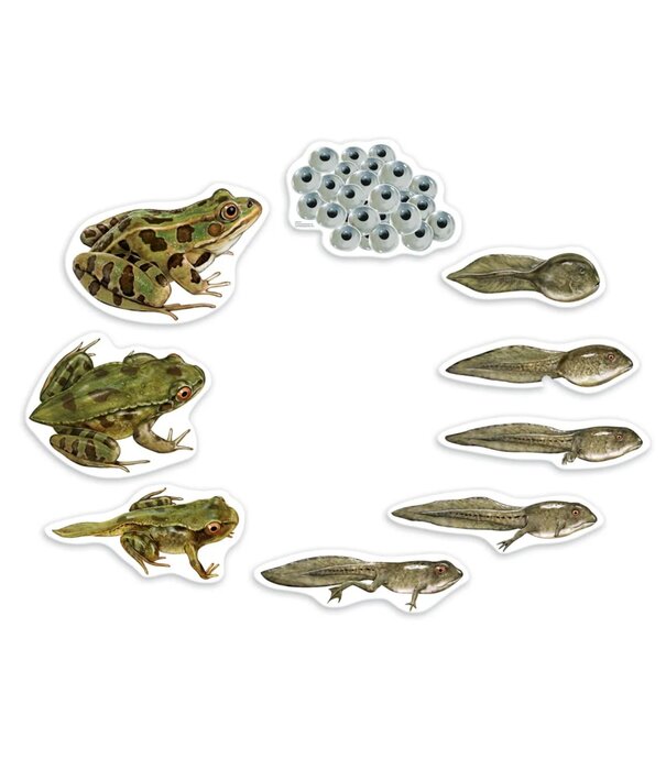 Learning Resources Learning Resources - Magnetische Kikker Levenscyclus Set (9-delig)