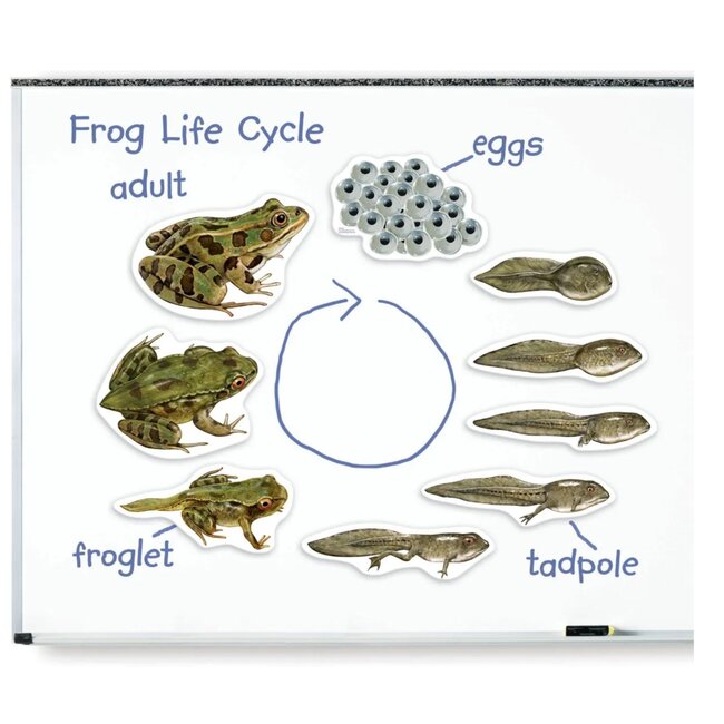 Learning Resources - Magnetische Kikker Levenscyclus Set (9-delig)