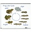 Learning Resources - Magnetische Kikker Levenscyclus Set (9-delig)
