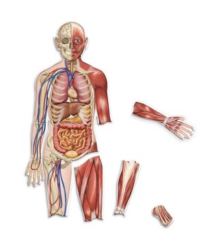 Magnetisch Menselijk Lichaam (17-delig)