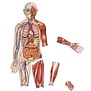Learning Resources - Magnetisch Menselijk Lichaam (17-delig)