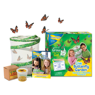 Insect Lore Levenscyclus Set - Vlinder