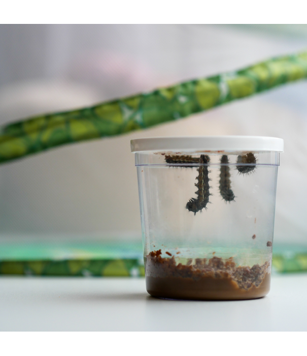 Insect Lore Insect Lore - Levenscyclus Set - Vlinder