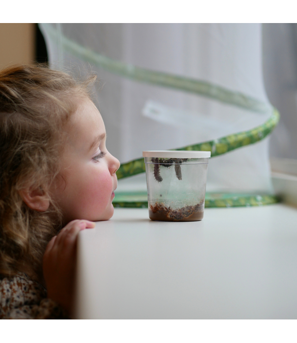 Insect Lore Insect Lore - Levenscyclus Set - Vlinder