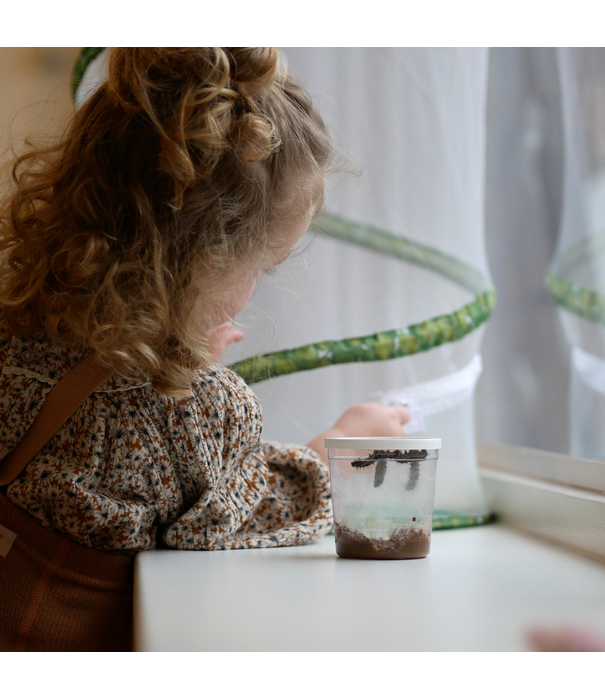 Insect Lore Insect Lore - Levenscyclus Set - Vlinder