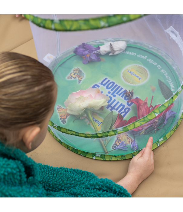 Insect Lore Insect Lore - Levenscyclus Set - Vlinder