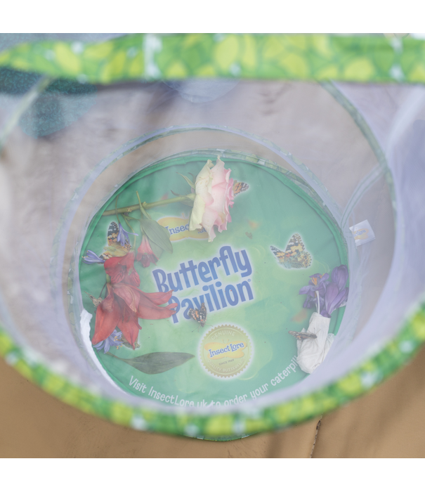 Insect Lore Insect Lore - Levenscyclus Set - Vlinder