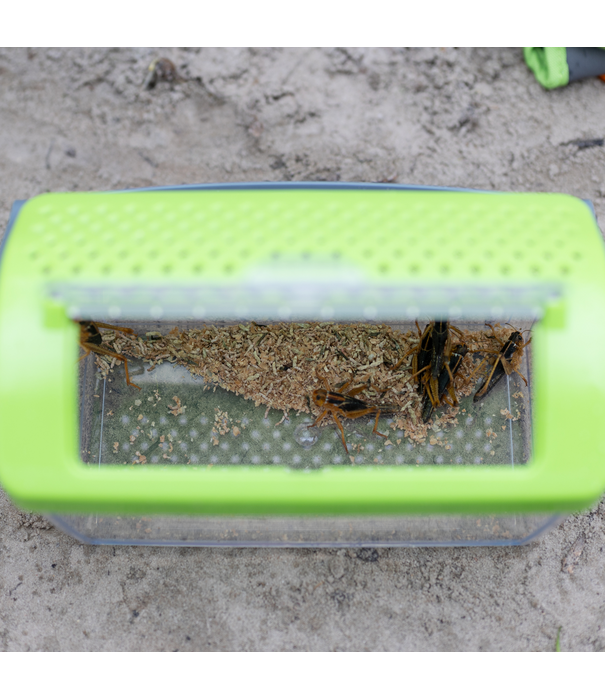 HABA HABA - Terra Kids Insectendoos