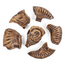 Guidecraft - Magnetische 3D Puzzel Ammoniet (6-delig)