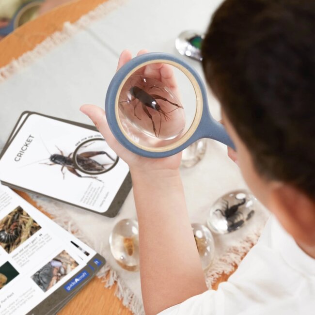 Guidecraft - Specimen Stenen - Kriebelbeestjes