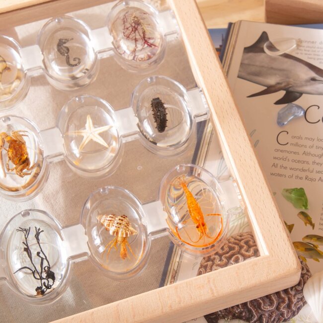 Guidecraft - Specimen Stenen - Zeedieren
