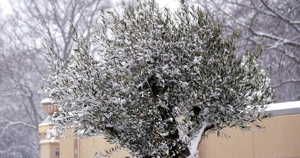 Planten beschermd tegen de kou met noppenfolie