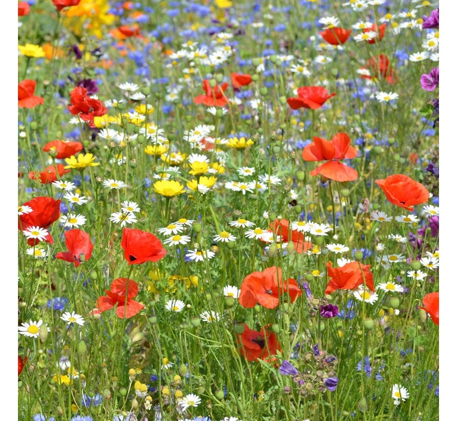 Groeipapier bedrucken 100 Stück A4 120 Gramm Blumenmischung