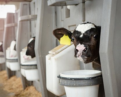 Kälbermilcherwärmer