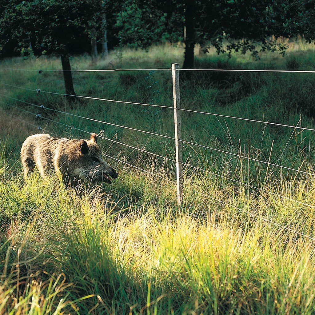 Wildschweinnetz