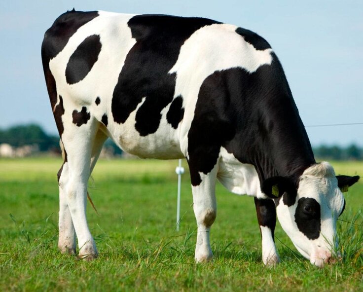 Anwendungsbeispiele für Weidezäune