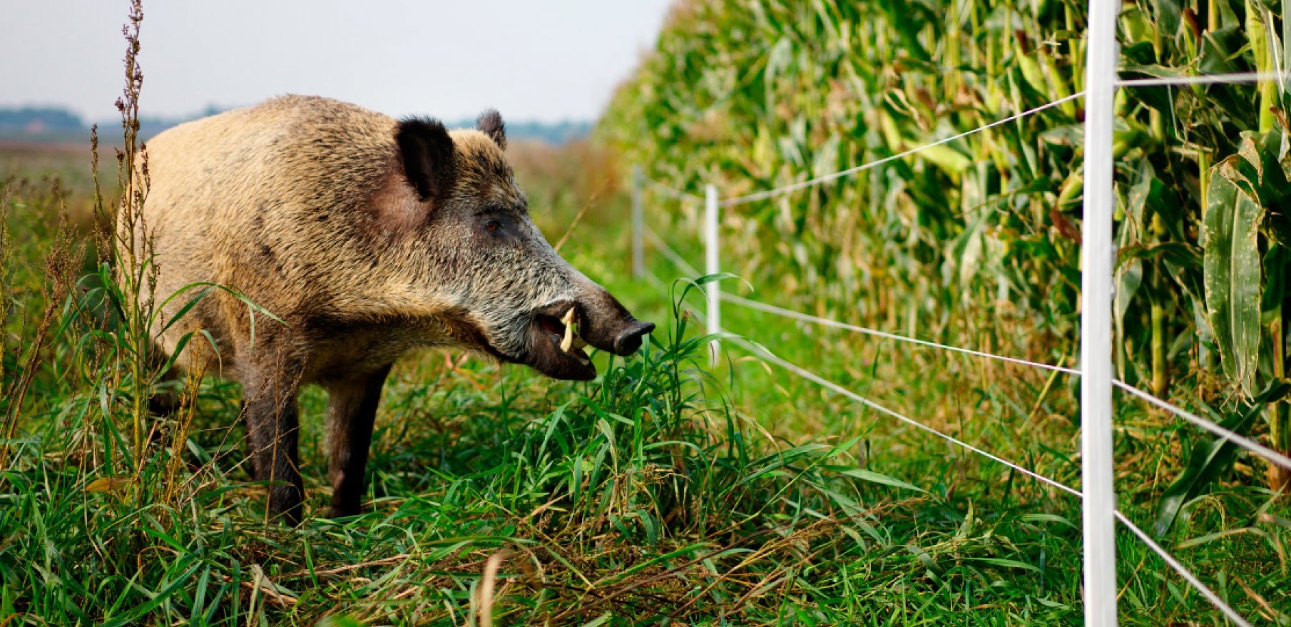 Wildschweinzaun