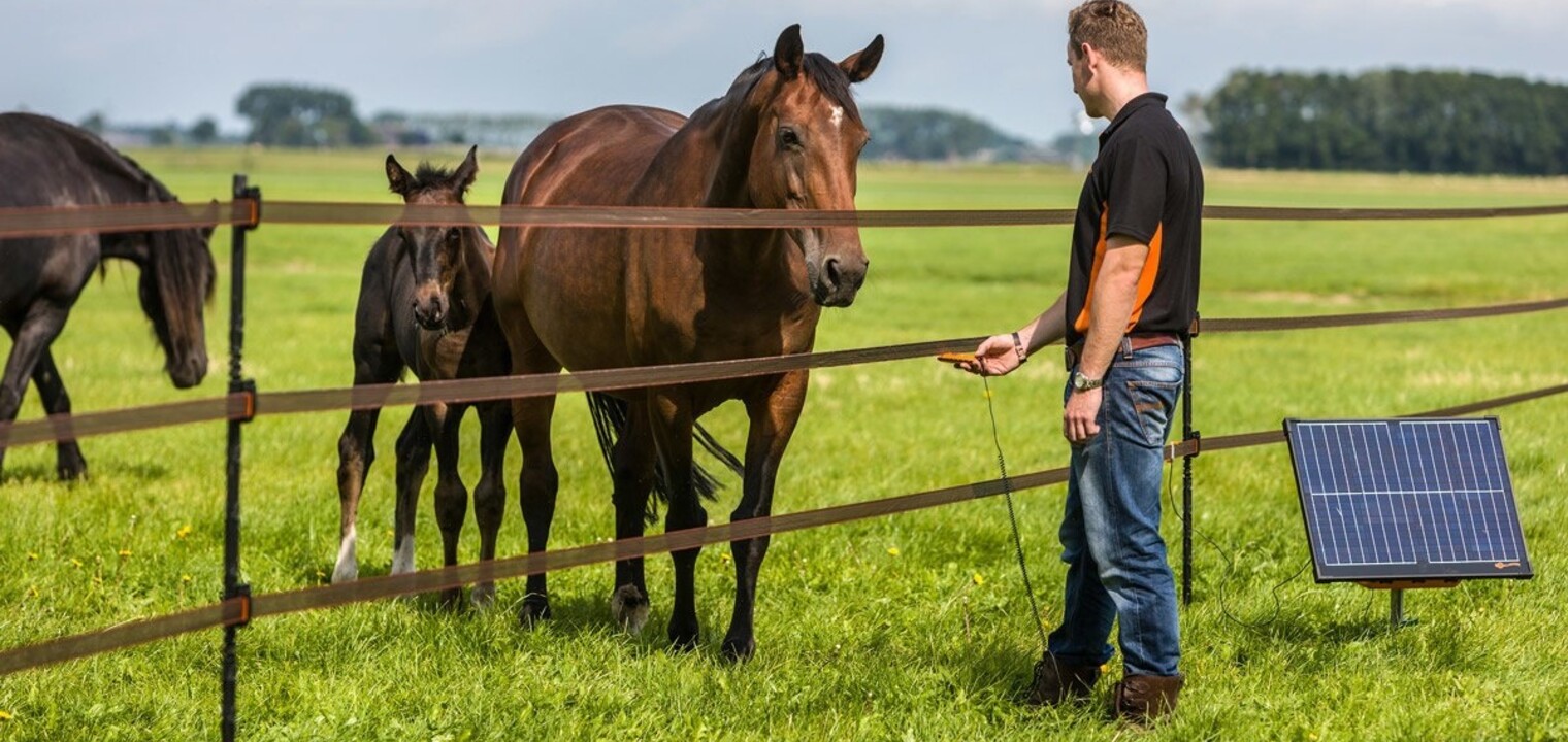 Welcher Weidezaun ist am besten für Pferde geeignet?