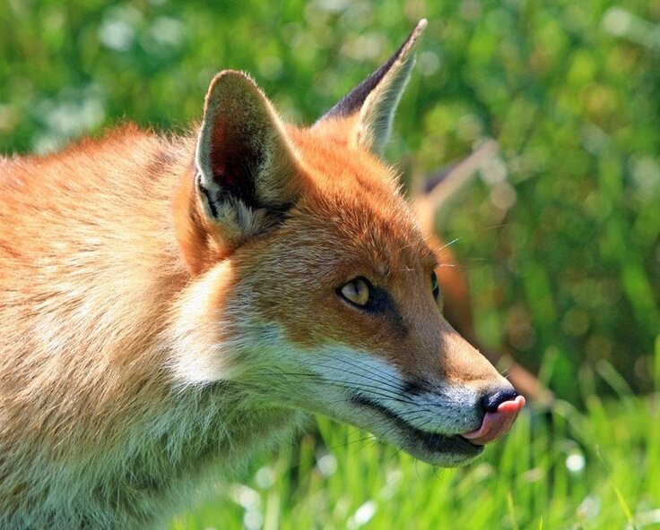 Wie schütze ich meine Hühner effektiv vor Füchsen?