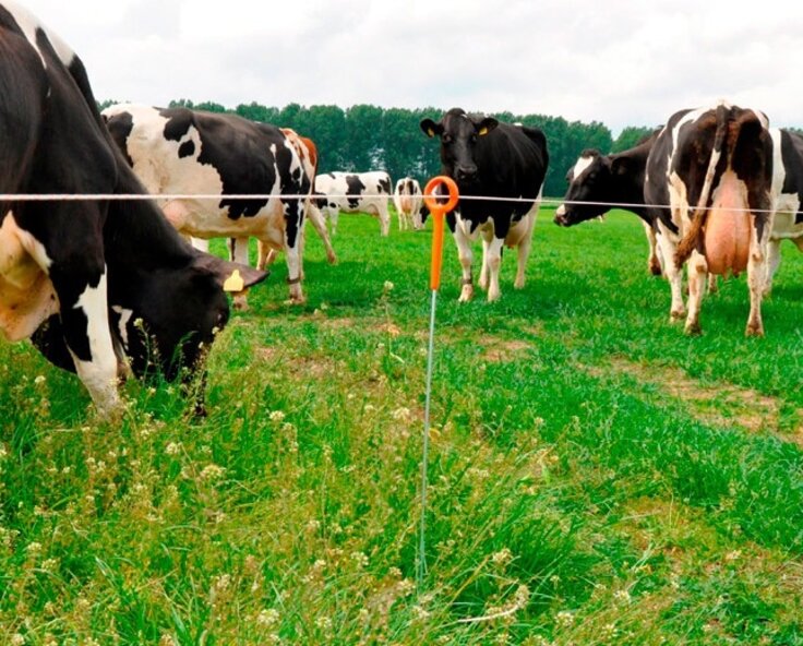 Mobiler Weidezaun – wie geht das?