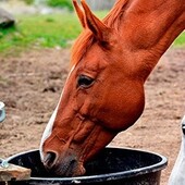 Futter- & Tränkesysteme