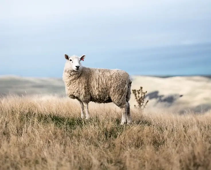 Welcher Weidezaun ist am besten für Schafe geeignet?