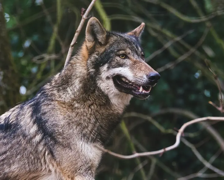 Wie schütze ich meine Nutztiere effektiv vor Wölfen?