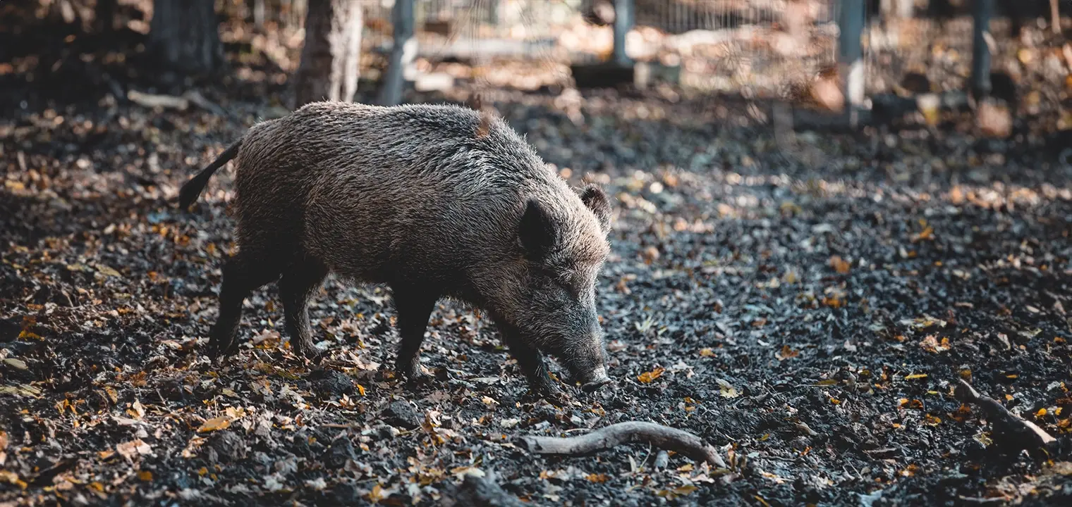 Wie schütze ich meine Nutzflächen effektiv vor Wildschweinen?