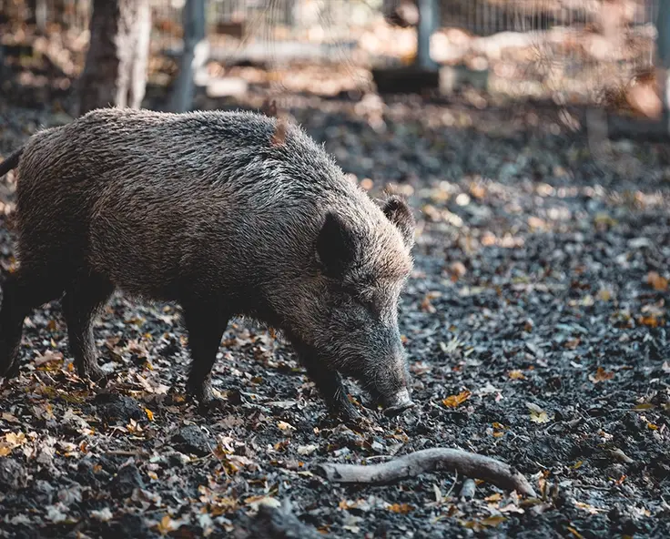 Wie schütze ich meine Nutzflächen effektiv vor Wildschweinen?