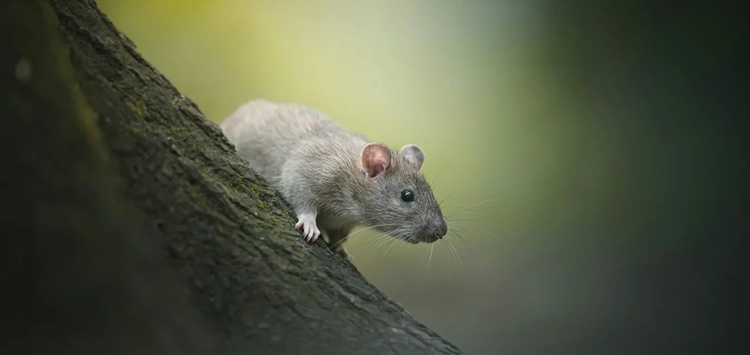 Rattengiftverbot - welche Alternativen gibt es?