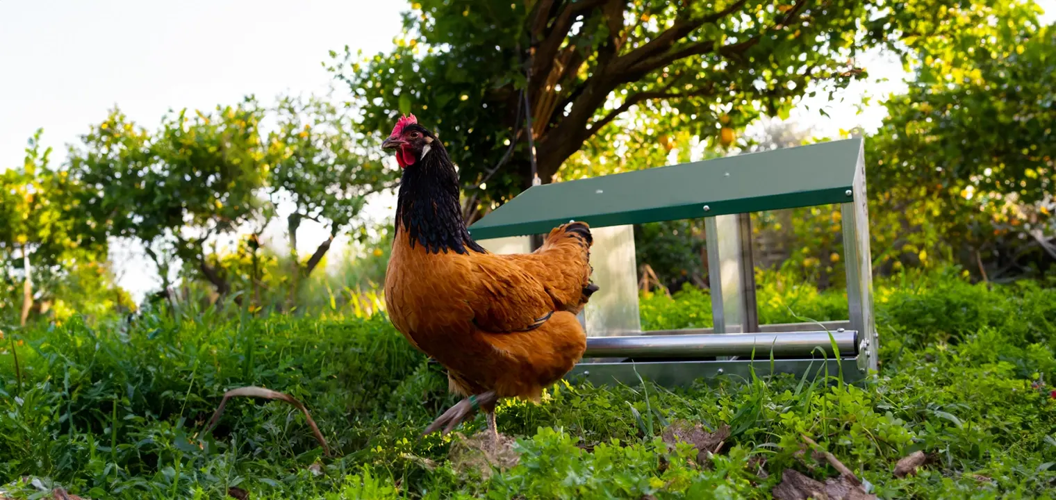 Home sweet home: Legenester für Hühner