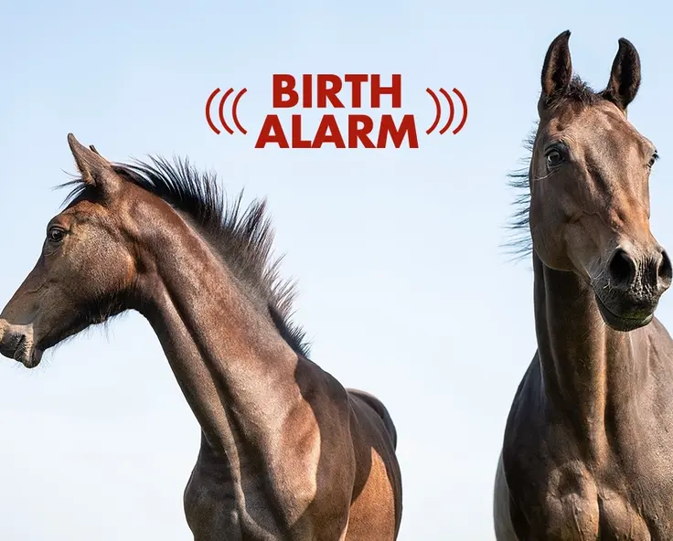 Birth Alarm - der zuverlässige Geburtsmelder