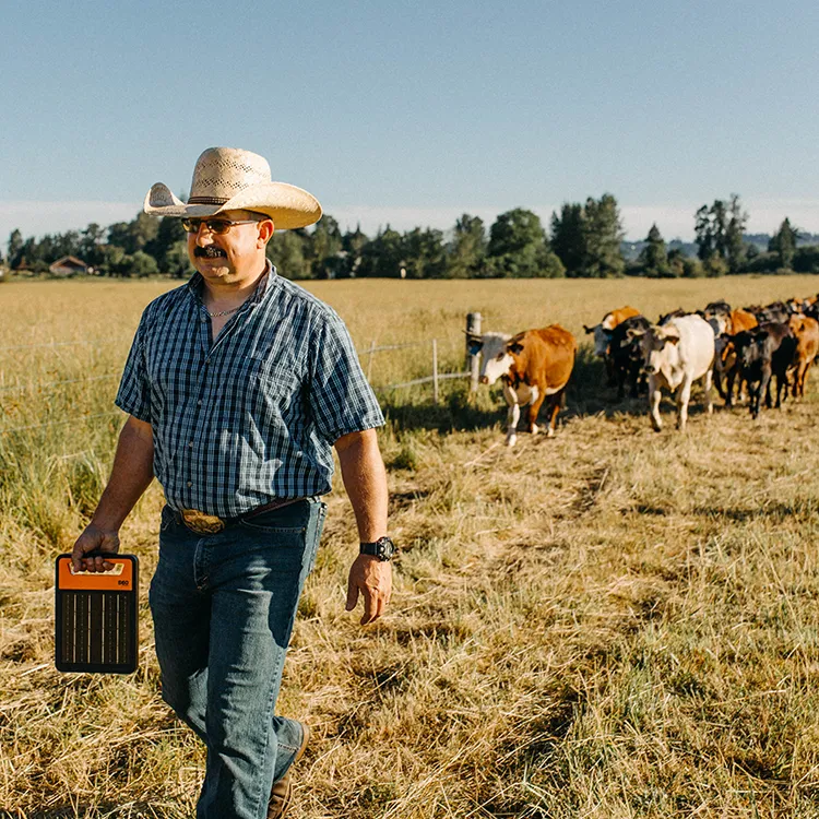 Elektrischer Rinderzaun