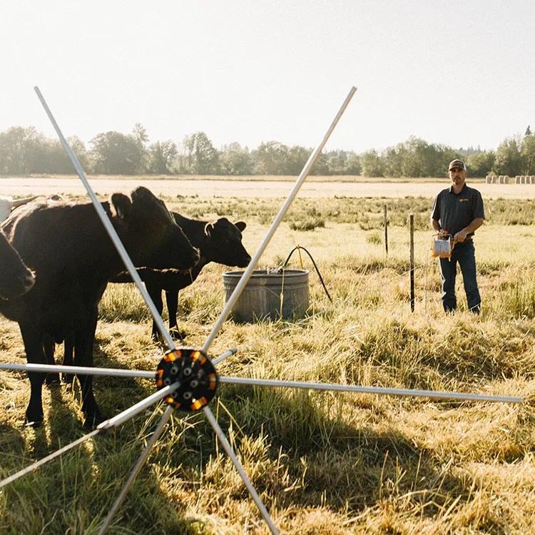 Elektrischer Rinderzaun