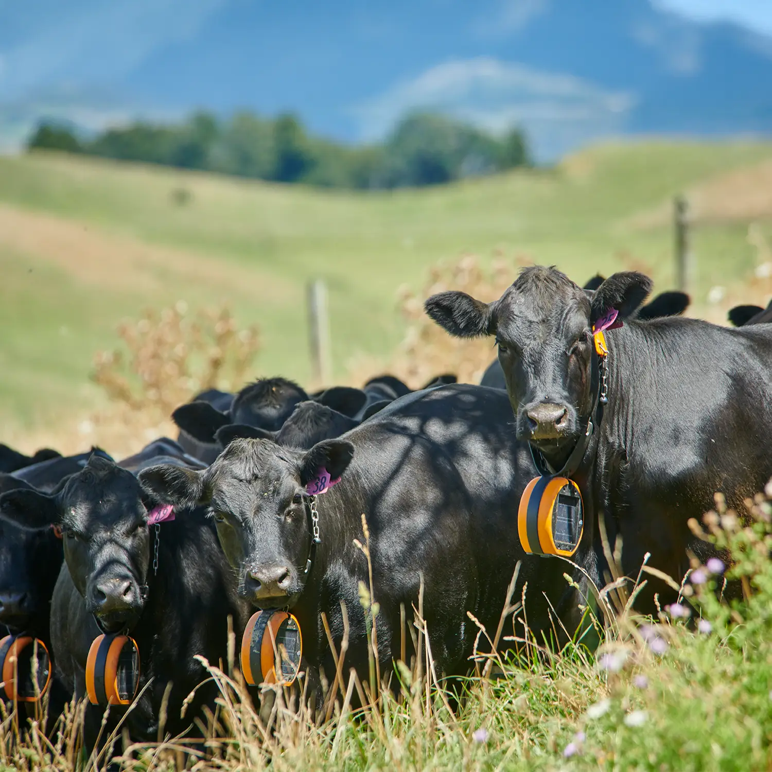 Gallagher Virtueller Weidezaun eShepherd