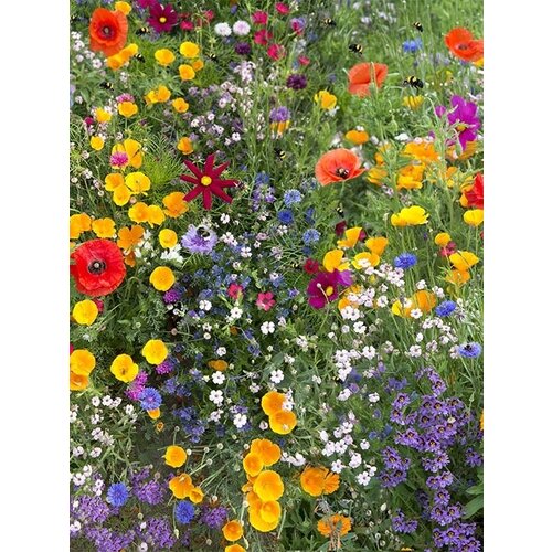 Zaadbom.com Gekleurde zaadbommetjes (15 stuks) Zaadbom.com Gekleurde zaadbommetjes (15 stuks)