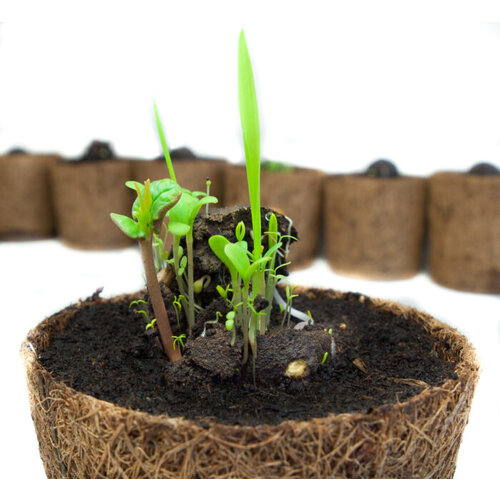 Zaadbom.com Gekleurde zaadbommetjes (15 stuks) Zaadbom.com Gekleurde zaadbommetjes (15 stuks)