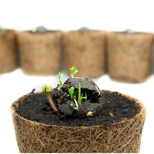 Zaadbom.com Zaadbommen Wildbloemenmix (5 stuks) Zaadbom.com Zaadbommen Wildbloemenmix (5 stuks)