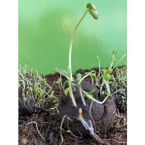 Zaadbom.com Zaadbommen Bijenmix (5 stuks) Zaadbom.com Zaadbommen Bijenmix (5 stuks)