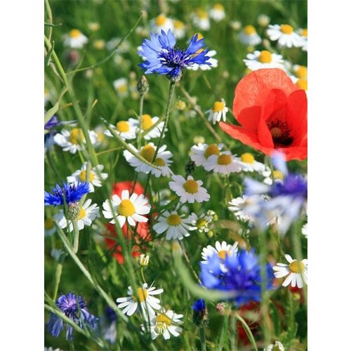 Zaadbom.com Zaadbommen Wildbloemenmix Bio (5 stuks) Zaadbom.com Zaadbommen Wildbloemenmix Bio (5 stuks)