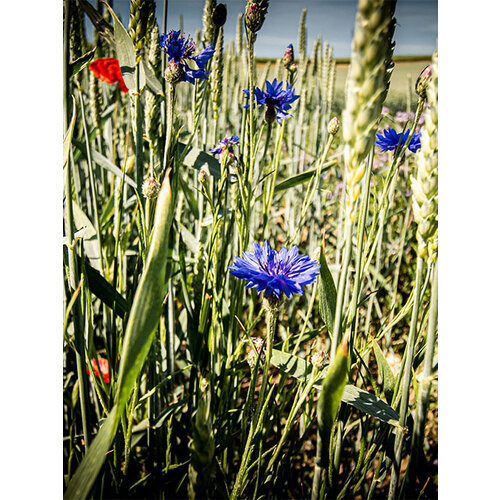 Zaadbom.com Zaadbommen Vogelmix (5 stuks) Zaadbom.com Zaadbommen Vogelmix (5 stuks)