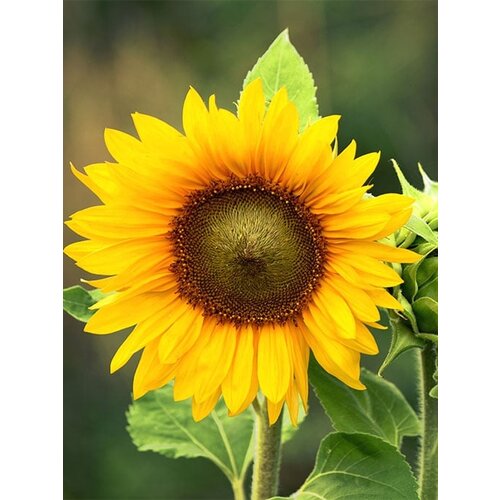 Zaadbom.com Zaadbommen Zonnebloemenmix (5 stuks) Zaadbom.com Zaadbommen Zonnebloemenmix (5 stuks)