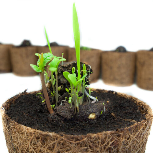 Zaadbommen en tulpenbollen