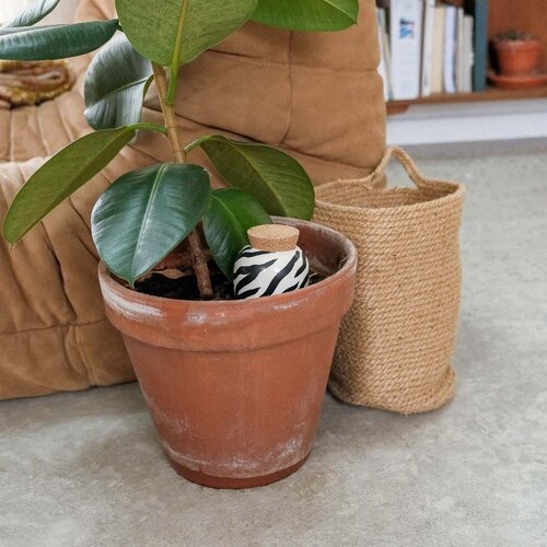 Pepin Pepin | Olla Zebra