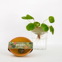 Pepin | Kiemschaaltje